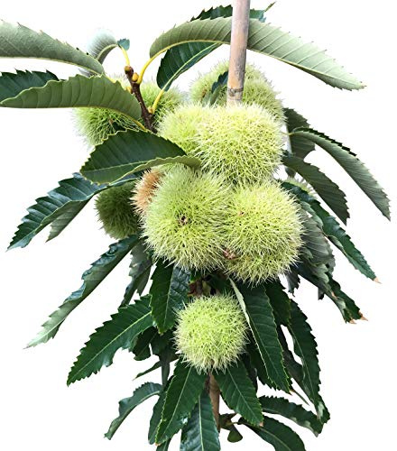 Esskastanienbaum Ecker 1 selbstfruchtbare veredelte Esskastanie Marone 40-60 cm 2,8 Liter Topf