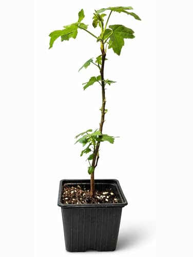 Seedeo® Amerikanischer Amberbaum (liquidambar styraciflua) Pflanze 2 Jahre alt