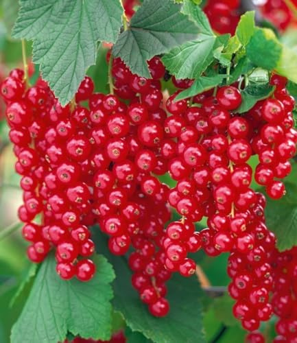 BALDUR Garten 1x Johannisbeere 'Rote Rovada', Pflanze im 2 Liter-Topf, Ribes rubrum, Johannisbeerstrauch, Beerenobst winterhart, mehrjährig, pflegeleicht, reiche Ernte an essbaren Früchten
