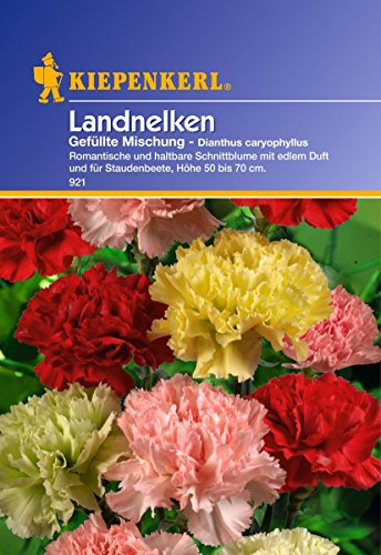 Sperli Blumensamen Landnelken gefüllte Mischung, grün