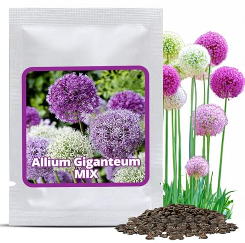 Magic of Nature: Riesen-Zierlauch Samen (60 Stk) – Allium giganteum Mix Violett & Weiß – Winterhartes Saatgut für den Garten