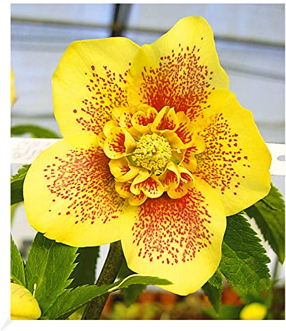 BALDUR Garten 1x Christrose 'Hantay', Pflanze im 9x9 cm-Topf, Helleborus Niger, winterharte Staude, mehrjährig, bienenfreundlich, pflegeleicht, für Standort im Schatten geeignet, blühend