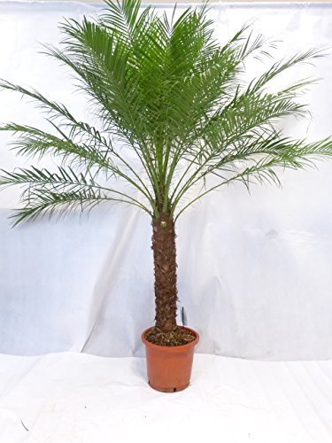 [Palmenlager] - XXL Phoenix roebelenii Zwerg-Dattelpalme 200-220 cm, 60 cm Stamm/Zimmerpalme