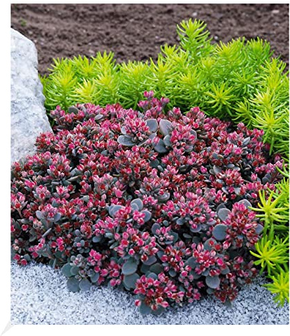 BALDUR Garten 2x Sedum Sun Sparkler® Sedoro Blue Elf, Pflanzen im 9x9 cm-Topf, Fetthenne Garten Fettblatt, winterharte Staude, trockenresistent, mehrjährig, bienenfreundlich, schmetterlingsfreundlich