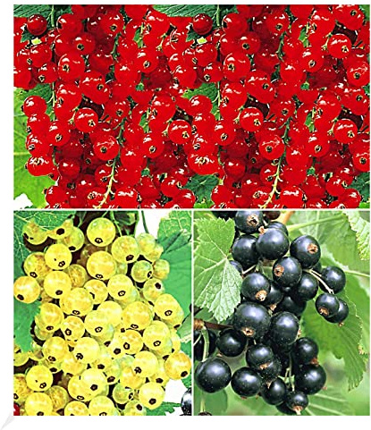 BALDUR Garten 3er Johannisbeer-Kollektion schwarz, rot + weiß, Pflanzen im 2 Liter-Topf, Ribes Titania®, Versailler® und Rovada®, Johannisbeersträucher, Beerenobst winterhart, essbare Früchte