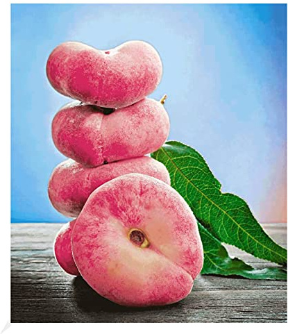 BALDUR Garten 1x Teller-Pfirsich 'PlatiforTWO®', Pflanze im 3 Liter-Topf | Pfirsichbaum, Tellerpfirsich, Prunus persica, winterhart, selbstfruchtend, für Standort in der Sonne geeignet, blühend