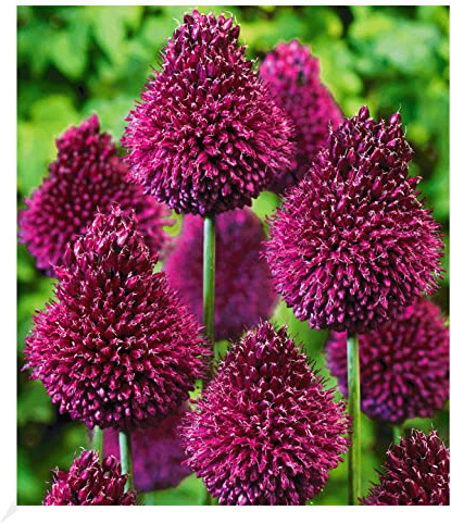 BALDUR Garten 25x Zierlauch Allium 'Roter Zuckerhut', Zwiebeln | Zwiebelumfang 5-7 cm, Blumenzwiebeln, trockenresistent, winterhart, pflegeleicht, blühend, Zierlauch
