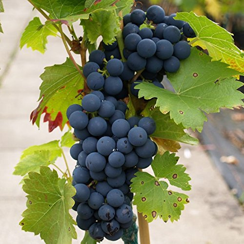 Regent - blaue Weintraube - pilzfeste Weinrebe ca. 60-100 cm 3,5 Liter Topf