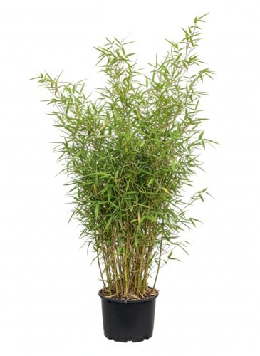 Bambus China Rohrgras Fargesia murielae Jumbo 60-80 cm hoch im 5 Liter Pflanzcontainer