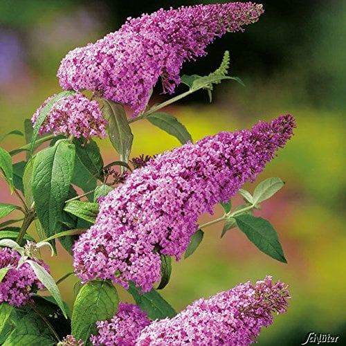 Schmetterlingsflieder Pink Delight - Sommerflieder (Buddleja) Pflanze in knall-pink, halbschattig und winterhart - Flieder-Strauch von Garten Schlüter