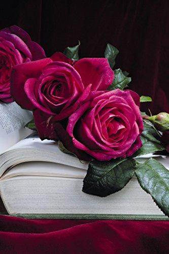 Edelrose Johann Wolfgang von Goethe im 5 Liter Rosentopf