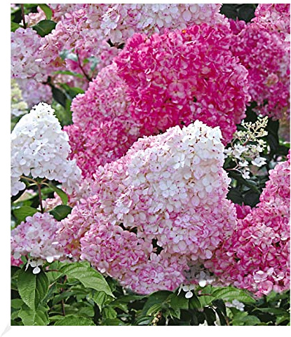 BALDUR Garten 1x Freiland-Hortensie Vanille Fraise®, Pflanze im 2 Liter-Topf, Hydrangea paniculata, winterhart, blühend, Schnittblume, pflegeleicht, Rispenhortensie, monatelanges Blütenmeer