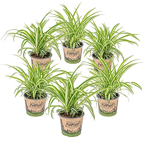 Bloomique - 6er-Set - Chlorophytum Variegatum - Grünlilie - Zimmerpflanzen - Luftreinigend - Tierfreundlich - Höhe 20-30 cm - Topf 12 cm