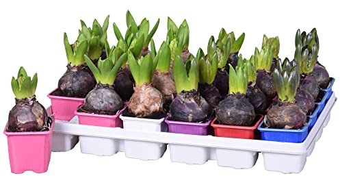 20 Stück Hyazinthen Zwiebeln im 7 cm Topf – Bunte Mischung, Frühblüher für Garten & Balkon, Duftend & Pflegeleicht