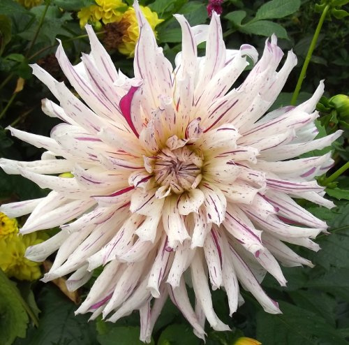 Ausverkauf : Dahlienknolle : Dahlia - Dahlie Kaktusdahlie Mick's Peppermint 1 Knolle/Rhizom