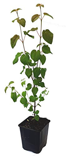Seedeo® Lebkuchenbaum (Cercidiphyllum Japonicum) Pflanze 30 cm - 60 cm