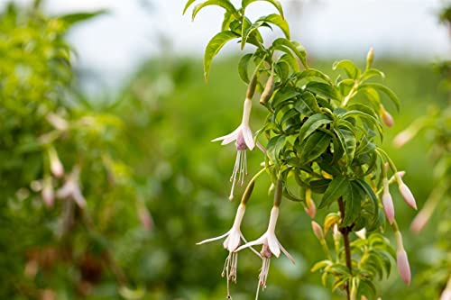 Fuchsia magellanica var. alba 11x11 cm Topf – Winterhart, Mehrjährig, Pflegeleicht – Weiße Fuchsie – Kübelpflanze für Terrasse & Garten