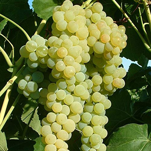Lakemont kernlose helle kräftige Weinrebe ca. 60-100 cm im 3-5 Liter Topf