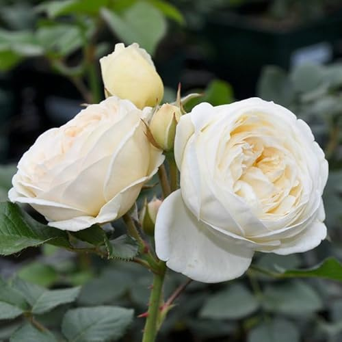 Strauchrose „Artemis" (Premium) - cremeweiß blühende winterharte Topfrose im 6 L Topf mit Anis-Duft