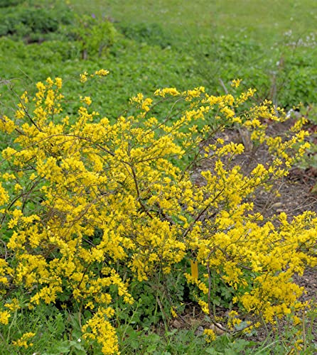 Regensburger Ginster 20-30cm - Chamaecytisus ratisbonensis - lebende Gartenpflanze aus den Baumschulen