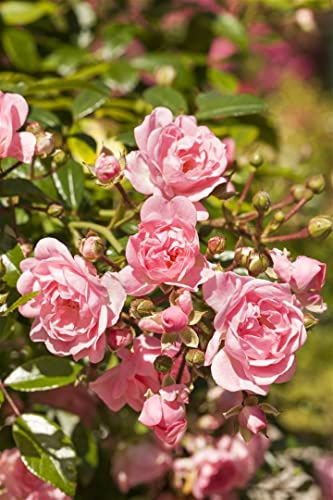 Rosa 'The Fairy' – Winterhart, Mehrjährig, Pflegeleicht – Bodendeckerrose – Bodendecker für Beet & Garten
