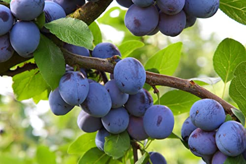 1 Pflaumenbaum "Wangenheimer Frühzwetsche" 120-150cm im Topf Obstbaum Pflaume Prunus domestica Traditionssorte frühtragend & reich"tragend – hochwertige Obstpflanze