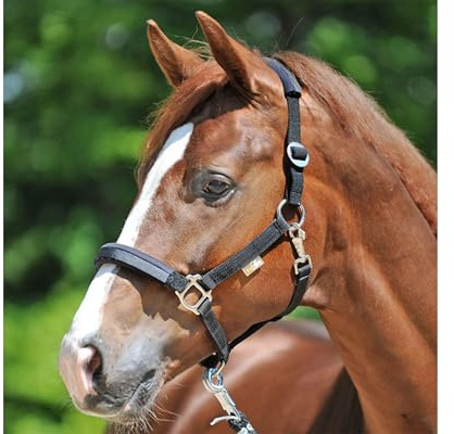 Kavalkade Sicherheitshalfter KavalLastic aus dehnbarem Material (Warmblut, Schwarz)