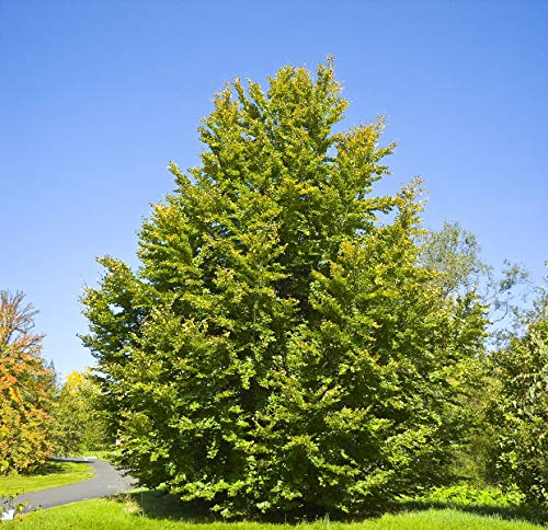 1kg Samen Rotbuche (Fagus sylvatica) (Heimischer Baum - Winterhart)