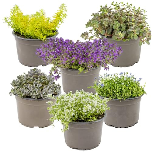 Bloomique - 6er-Mix - Sedum - Fetthenne - Gartenpflanzen - Winterhart - Immergrün - Höhe 10-15 cm - Topf 14 cm