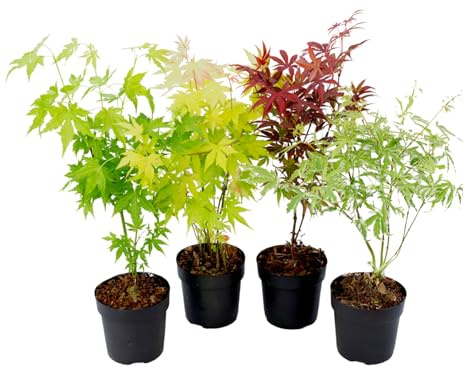 Plant in a Box - Acer palmatum - Japanischer Ahorn Baum Winterhart - 4er Set - Acer palmatum 'Atropurpureum', 'Going Green', 'Orange Dream', 'Butterfly' - Topf 10,5cm - Höhe 25-40cm