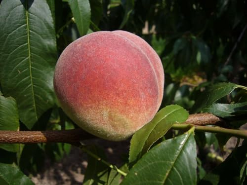 Pfirsich Fruteria -R-, Pfirsichbaum, kräuselkrankheitsresitent, 5 Liter Topf, 1j Vg, 80-100 cm