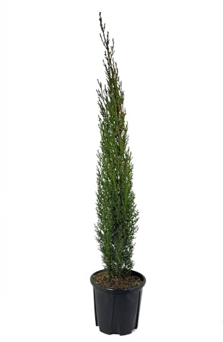 Cupressus sempervirens 'Totem' von Intragarten Mittelmeerzypresse 'Totem' | 40-50cm | winterhart und immergrün im 2 Liter Topf gewachsen