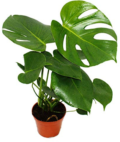 Monstera deliciosa - Fensterblatt - 12cm Topf - ca. 30-35cm hoch