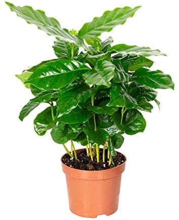 Kaffeepflanze - pflegeleichte Zimmerpflanze, Coffea Arabica - Höhe ca. 15-20 cm, Topf-Ø 9 cm