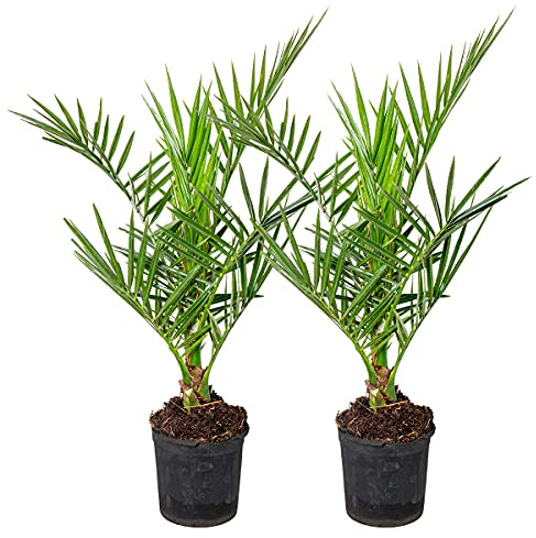 Bloomique - 2er-Set - Phoenix Canariensis - Kanarische Dattelpalme - Palme - Balkonpflanzen Winterhart - Höhe 50-70 cm - Topf 15 cm