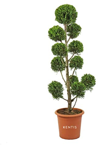 KENTIS - Cupressocyparis Leylandii Castlewellan Gold - Zypresse Pompon - Winterharte Pflanzen für Garten - Hoch 140-160 cm Topf Ø 30 cm