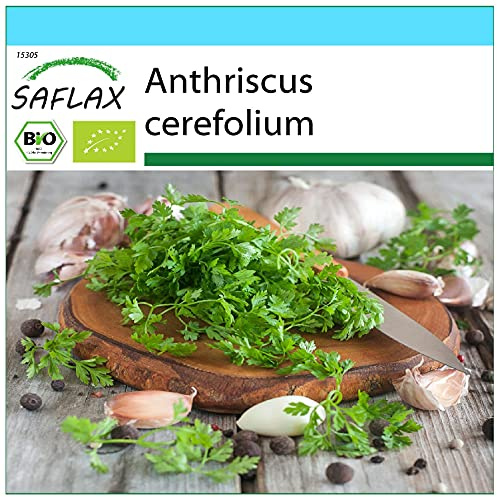 SAFLAX - BIO - Kerbel - 800 Samen - Anthriscus cerefolium