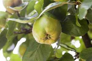 Quitten Obstbaum Cydonia oblonga 'Apfelquitte' 150-200cm im Topf gewachsen