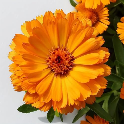 150 Ringelblumensamen. SemiSauvage Permaculture