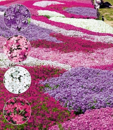 BALDUR Garten 8er Winterharter Bodendecker Phlox-Mix Flowers of the Sea, Pflanzen im 9x9 cm-Topf, Flammenblume Polsterstauden Teppichphlox Moosphlox mehrjährig, Phlox subulata, trockenresistent