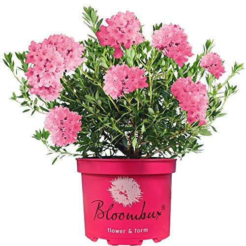 Rhododendron Bloombux Magenta ist ein winterharter, blühender Immergrünstrauch für den Außenbereich im Garten.