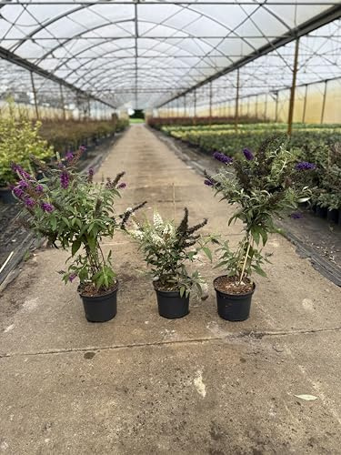 Sommerflieder Black Knight 40–60 cm im Topf | 1x Buddleja davidii Flieder| Blühender Schmetterlingsstrauch tiefviolett & bienenfreundlich | winterhart & sofort pflanzbar