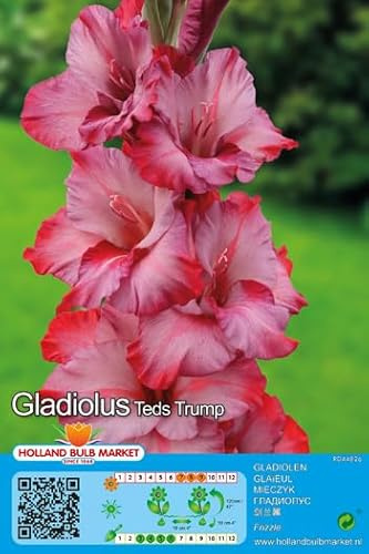 Gladiolenzwiebeln : Gladiolus -Gladiole " Ted´s Trump " 5 Blumenzwiebeln