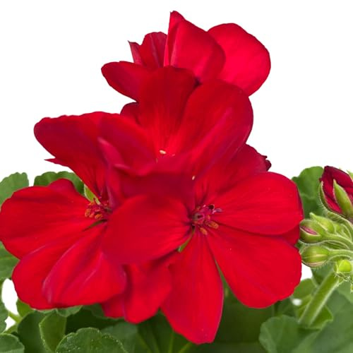 Geranie, rot, stehend, Topf-Ø 13 cm, 6 Pflanzen