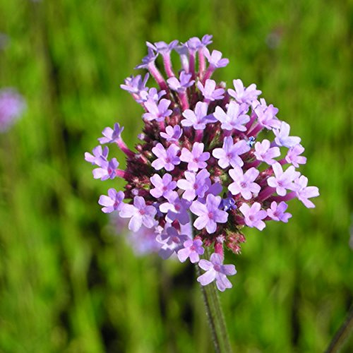 Blumixx Stauden Verbena bonariensis – Hohe Eisenkraut Staude, mehrjährig & winterhart, Bienenmagnet, violettblühend, für Beet & Kübel, Pflanze im Topf