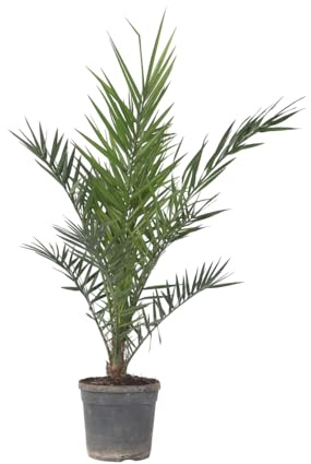 Plant in a Box - Phoenix Canariensis - Höhe 80-100cm - Kanarische Dattelpalme Winterhart fur draußen - Topf 19cm