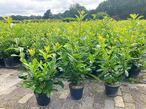 5st. Kirschlorbeer Novita 80-100cm im Topf Buschig XXL Mehrtriebig Heckenpflanzen Prunus laurocerasus Lorbeer Gartenhecke Sichtschutz Kirschlorbeerhecke immergrün, winterhart, Hecke