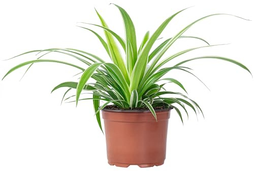 Grünlilie 'Ocean' - pflegeleichte Zimmerpflanze, Chlorophytum Comosum - Höhe ca. 20 cm, Topf-Ø 12 cm