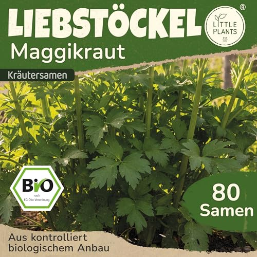 Little Plants BIO Liebstöckel Samen 80 Liebstöckelsamen Kräutersamen für Kräutergarten Hochbeet Samenfest Kräuter Samen für Küche, Balkon und Garten Küchenkräuter