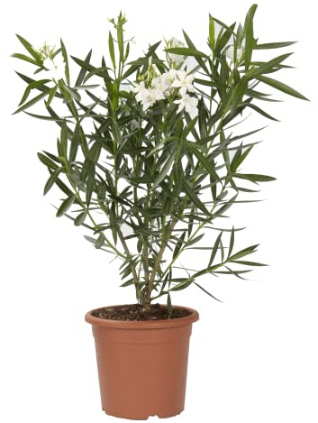 KENTIS - Nerium Oleander Weiß Winterharte Pflanzen für Garten - Blühende Heckenpflanzen für Balkon und Terrasse - H 125/150 cm Topf Ø 30 cm